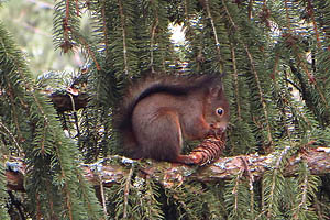 Eichhörnchen - [Nr.: eichhoernchen-002.jpg] - © 2015 www.drescher.it