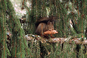Eichhörnchen - [Nr.: eichhoernchen-003.jpg] - © 2015 www.drescher.it