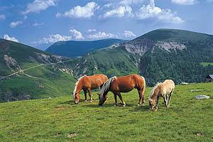 Meran 2000, Haflinger Pferde - [Nr.: meran-2000-haflinger-pferde.jpg] - © 2006 www.drescher.it