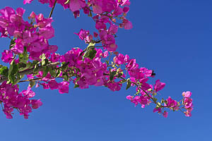 Griechenland, Santorini, Blüten - [Nr.: santorini-imerovigli-180.jpg] - © 2017 www.drescher.it