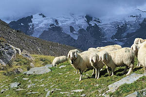 Schafe im Gebirge - [Nr.: schafe-im-gebirge-001.jpg] - © 1998 www.drescher.it