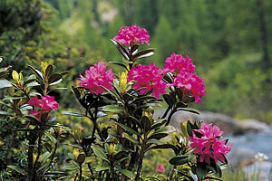 Alpenblumen, Alpenrose - [Nr.: alpenrose.jpg] - © 1999 www.drescher.it