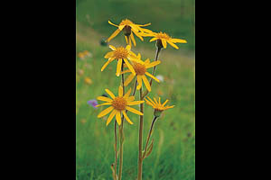 Alpenblumen, Arnika - [Nr.: arnika.jpg] - © 1999 www.drescher.it