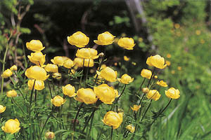 Alpenblumen, Dotterblume - [Nr.: dotterblume.jpg] - © 1999 www.drescher.it