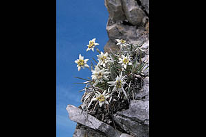 Alpenblumen, Edelweiß - [Nr.: edelweiss-001.jpg] - © 1999 www.drescher.it