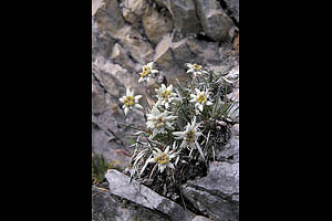 Alpenblumen, Edelweiß - [Nr.: edelweiss-002.jpg] - © 1999 www.drescher.it