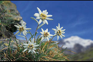 Alpenblumen, Edelweiß - [Nr.: edelweiss-003.jpg] - © 1999 www.drescher.it