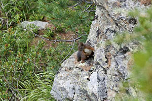 Eichhörnchen - [Nr.: eichhoernchen-001.jpg] - © 2007 www.drescher.it