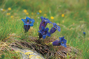 Alpenblumen, Enzian - [Nr.: enzian.jpg] - © 1998 www.drescher.it