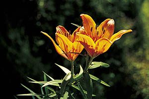 Alpenblumen, Feuerlilie - [Nr.: feuerlilie.jpg] - © 1999 www.drescher.it