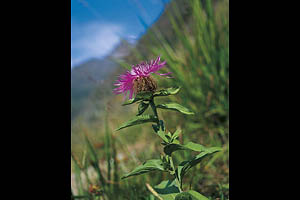 Alpenblumen, Flockenblume - [Nr.: flockenblume.jpg] - © 1999 www.drescher.it