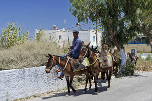 Griechenland, Eselreiter, Esel - [Nr.: griechenland-santorini-050-3.jpg] - © 2017 www.drescher.it