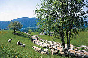 Hafling bei Meran - [Nr.: hafling-007.jpg] - © 1998 www.drescher.it