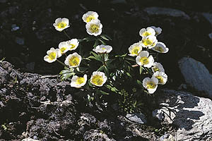 Alpenblumen, Gletscherhahnenfuß - [Nr.: hahnenfuss.jpg] - © 1999 www.drescher.it