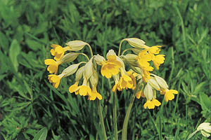 Alpenblumen, Himmelschlüssel - [Nr.: himmelschluessel.jpg] - © 1999 www.drescher.it