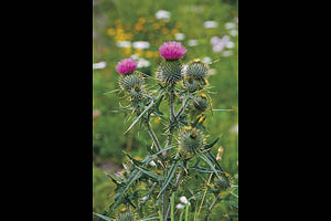 Alpenblumen, Kratzdistel - [Nr.: kratzdistel.jpg] - © 1999 www.drescher.it