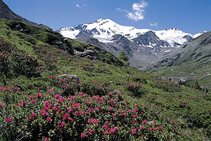 Das Martelltal in Südtirol - [Nr.: martelltal-050.jpg] - © 2001 www.drescher.it