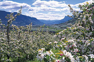 Meran Frühling - [Nr.: meran-fruehling-001.jpg] - © 2002 www.drescher.it