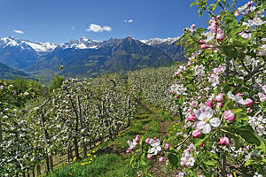 Meran Frühling - [Nr.: meran-fruehling-002.jpg] - © 2013 www.drescher.it