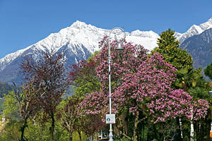 Meran Promenade mit Magnolien und Texelgruppe - [Nr.: meran-promenade-001.jpg] - © 2014 www.drescher.it