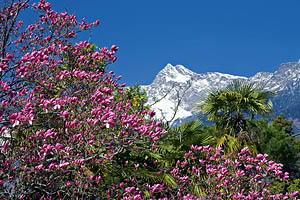 Meran Promenade, Magnolien mit Texelgruppe - [Nr.: meran-promenade-004.jpg] - © 2006 www.drescher.it