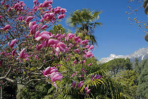 Meran Promenade mit Magnolien - [Nr.: meran-promenade-005.jpg] - © 2006 www.drescher.it