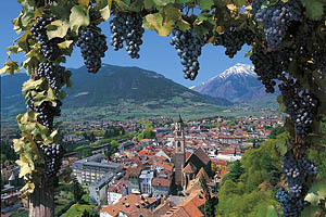 Meran Weintrauben - [Nr.: meran-trauben-001.jpg] - © 1997 www.drescher.it