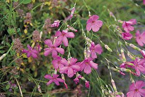 Alpenblumen, Nagelen - [Nr.: nagelen.jpg] - © 1999 www.drescher.it