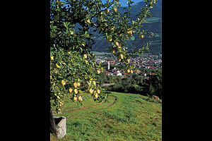 Naturns bei Meran - [Nr.: naturns-006.jpg] - © 2009 www.drescher.it