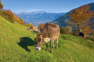 Naturns bei Meran - [Nr.: naturns-052.jpg] - © 2007 www.drescher.it