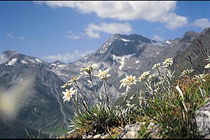 Pfelders im Passeiertal - [Nr.: pfelders-017.jpg] - © 1992 www.drescher.it