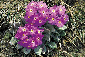 Alpenblumen, Primel - [Nr.: primel.jpg] - © 1999 www.drescher.it
