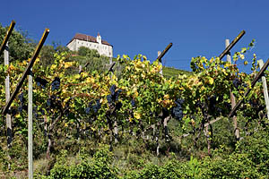 Schloss Tirol bei Meran - [Nr.: schloss-tirol-032.jpg] - © 2011 www.drescher.it