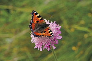 Alpenblumen, Schmetterling - [Nr.: schmetterling-001.jpg] - © 1999 www.drescher.it