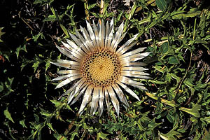 Alpenblumen, Silberdistel - [Nr.: silberdistel.jpg] - © 1999 www.drescher.it
