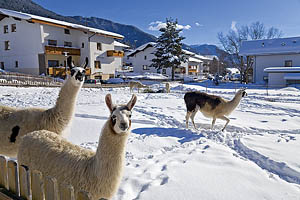 St. Valentin im Winter, Lamas - [Nr.: skigebiet-haideralm-004.jpg] - © 2008 www.drescher.it