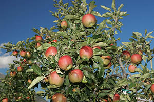 Südtiroler Äpfel - [Nr.: suedtirol-aepfel-002.jpg] - © 2005 www.drescher.it