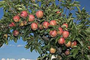 Südtiroler Äpfel - [Nr.: suedtirol-aepfel-003.jpg] - © 2005 www.drescher.it