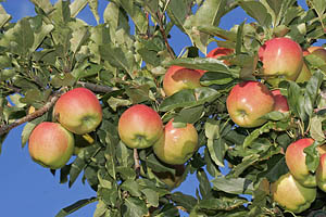 Südtiroler Äpfel - [Nr.: suedtirol-aepfel-004.jpg] - © 2005 www.drescher.it