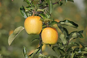 Äpfel aus Südtirol - [Nr.: suedtirol-aepfel-006.jpg] - © 2010 www.drescher.it