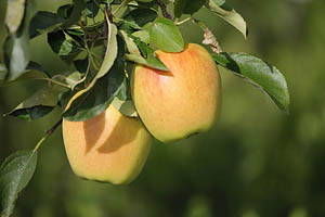 Äpfel aus Südtirol - [Nr.: suedtirol-aepfel-007.jpg] - © 2010 www.drescher.it