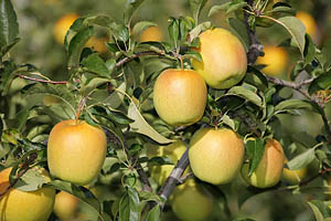 Äpfel aus Südtirol - [Nr.: suedtirol-aepfel-008.jpg] - © 2010 www.drescher.it