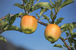 Äpfel aus Südtirol - [Nr.: suedtirol-aepfel-009.jpg] - © 2010 www.drescher.it