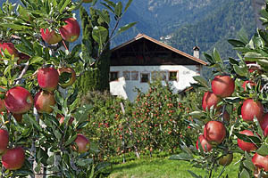 Südtirol im Herbst - [Nr.: suedtirol-im-herbst-009.jpg] - © 2011 www.drescher.it
