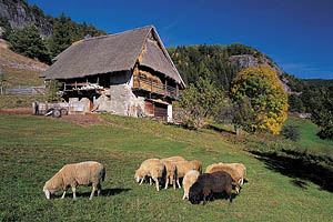 Südtirol im Herbst, Bauernhof - [Nr.: suedtirol-strohgedeckter-stadel-001.jpg] - © 1998 www.drescher.it