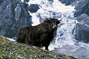 Sulden am Ortler, Yaks - [Nr.: sulden-reinhold-messners-yaks-001.jpg] - © 2004 www.drescher.it