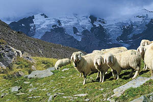 Sulden am Ortler, Schafe - [Nr.: sulden-schafe-002.jpg] - © 1997 www.drescher.it