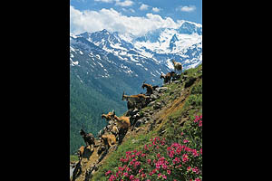 Timmelsjoch, Südtirol - [Nr.: timmelsjoch-ziegen-002.jpg] - © 1997 www.drescher.it