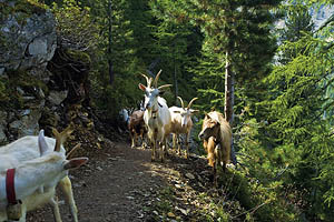 Weissbrunn im Ultental - [Nr.: ultental-weissbrunn-012.jpg] - © 2007 www.drescher.it