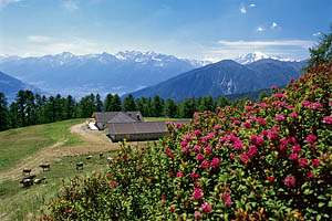 Watles, Vinschgau, Südtirol - [Nr.: watles-005.jpg] - © 2006 www.drescher.it